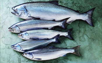 king salmon salmon-species