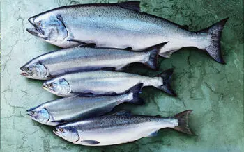 Copper River Sockeye Salmon: Exploring Premium Salmon Varieties