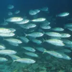 The Magic of Mackerel