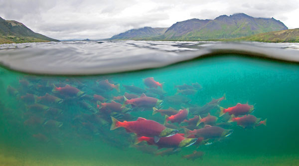 sockeye salmon facts, salmon in bristol bay, Alaska