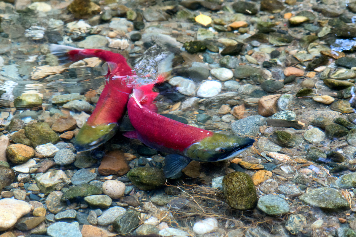 Sockeye Salmon Facts America’s Iconic Wild Fish Vital Choice Blog