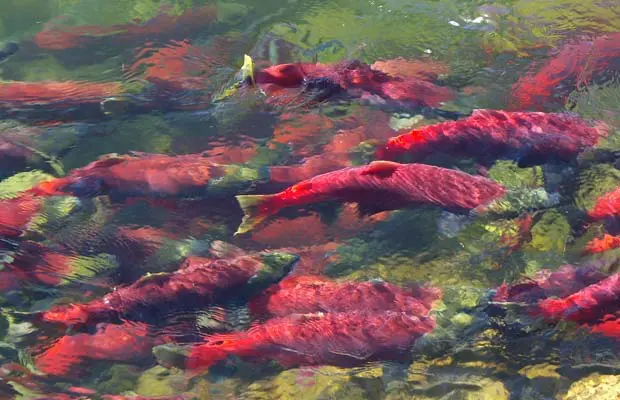 sustainable fishing Sockeye salmon fraser run