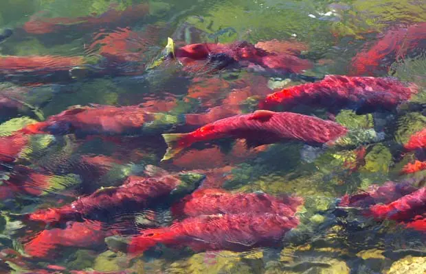 Sockeye salmon facts, sockeye in the fraser run