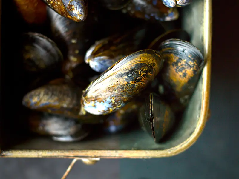 How to eat mussels: Mussels in bucket closeup