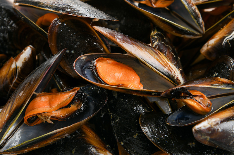 shellfish facts mussels.