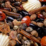 We May Owe it All to Shellfish