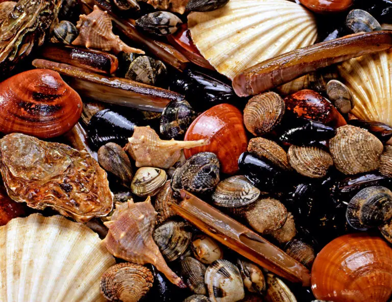 shellfish facts assorted Shellfish