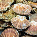 Scallops, the Enlightening Shellfish