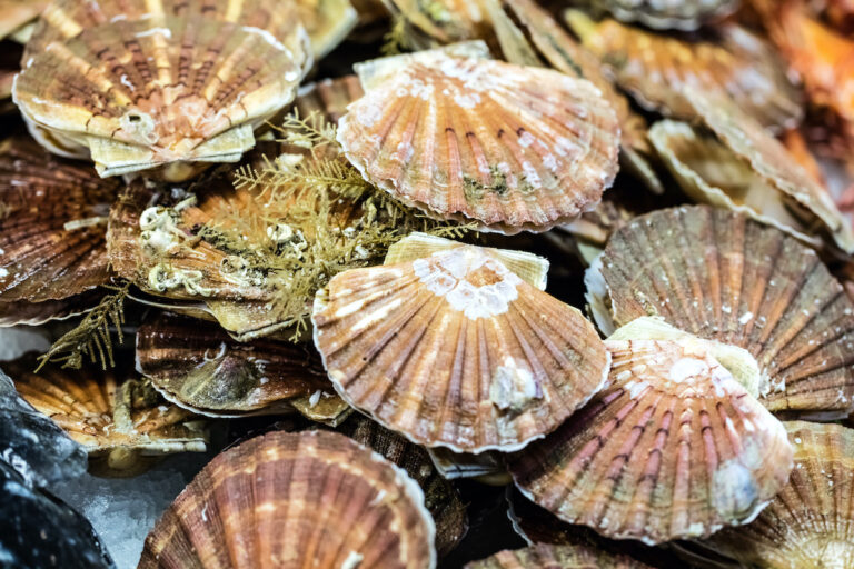 scallop recipes in shell