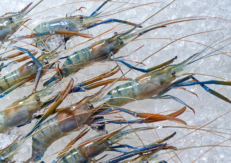 Cooking shrimp, blue shrimp on ice