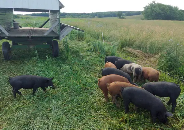 Responsibly raised pork, pigs feeding in field