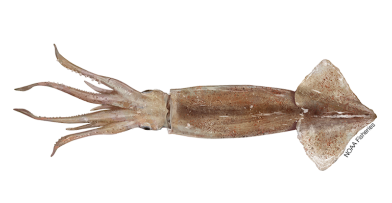 Calamari recipe picture of short-fin squid