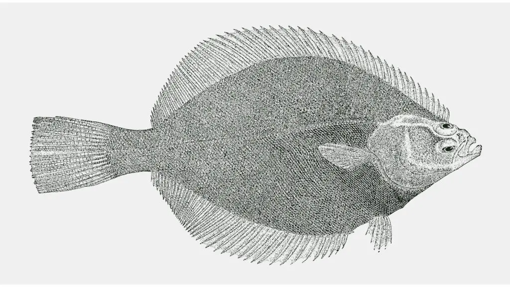 Petrale Sole Our Favorite Flounder featured image