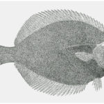 Petrale Sole – Our Favorite Flounder