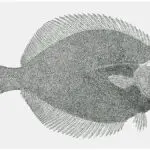 Petrale Sole – Our Favorite Flounder