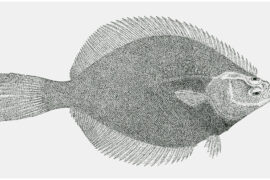 Petrale Sole Our Favorite Flounder featured image