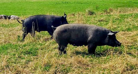 Responsibly raised pork, two pigs in field