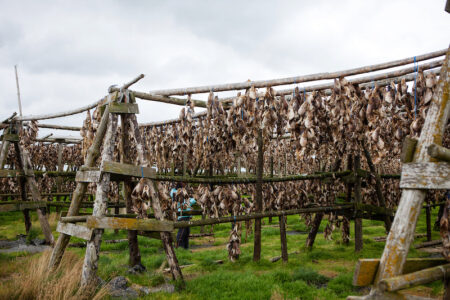 Icelandic seafood drying on racks outside.