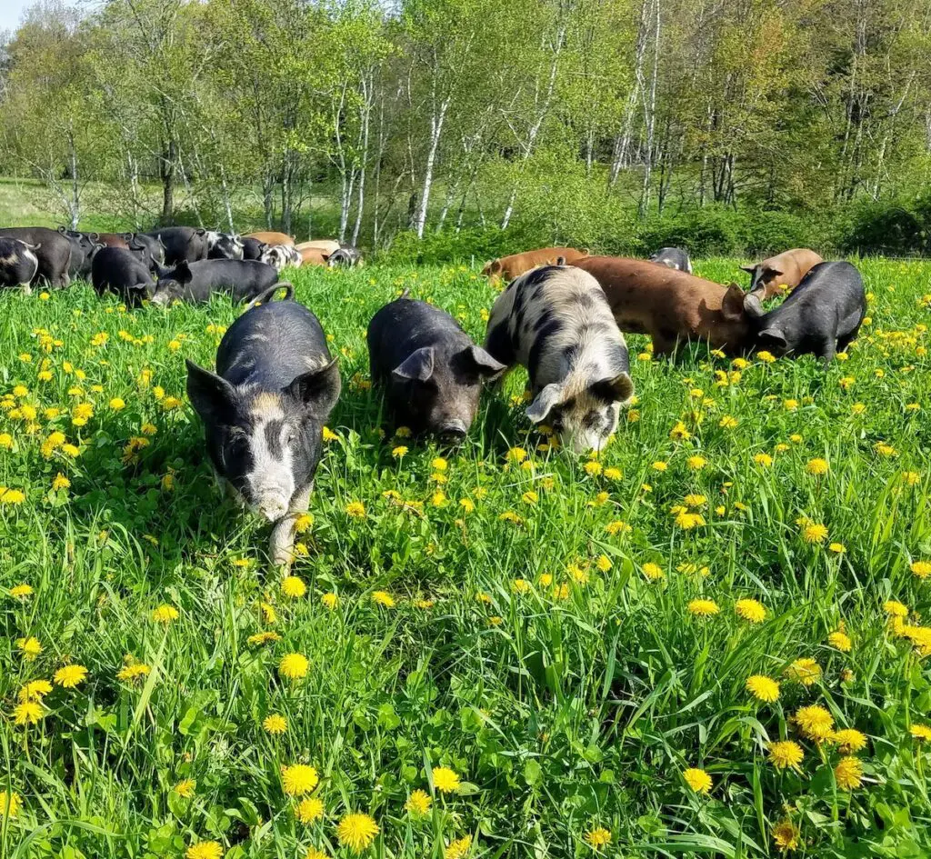 pigs in pasture