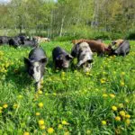 Responsible Pork – Why It Matters