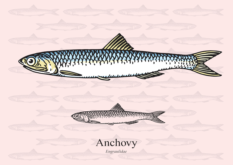 A drawing of anchovies for use in anchovy recipes