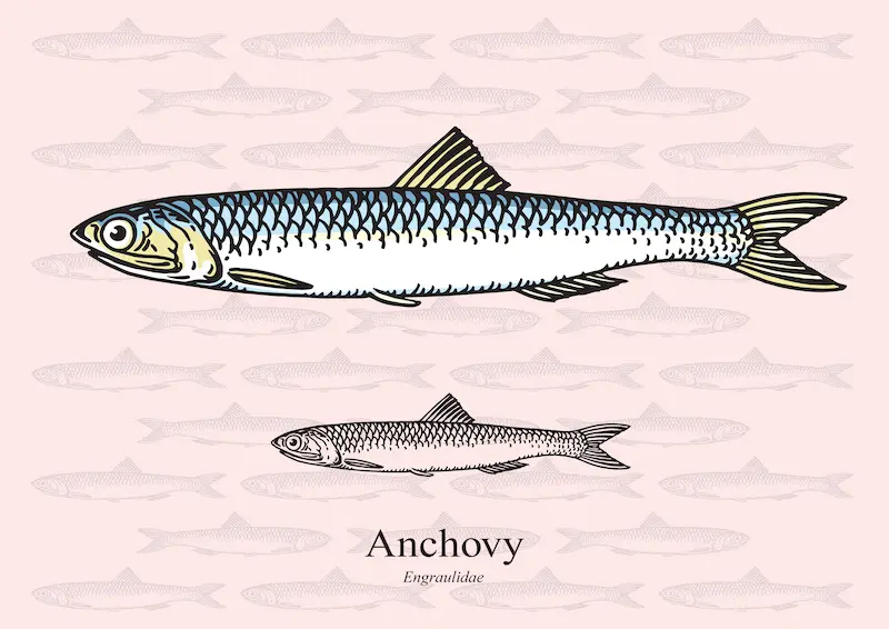 A drawing of anchovies for use in anchovy recipes