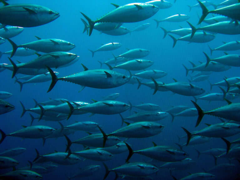 types of tuna, tuna in a school