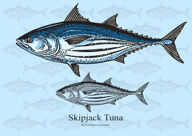 types of tuna, skipjack drawing