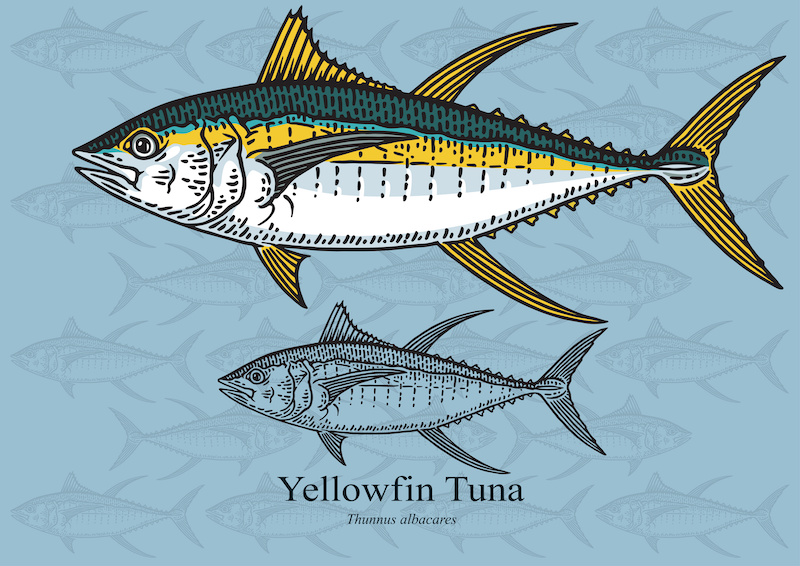types of tuna, yellowfin drawing