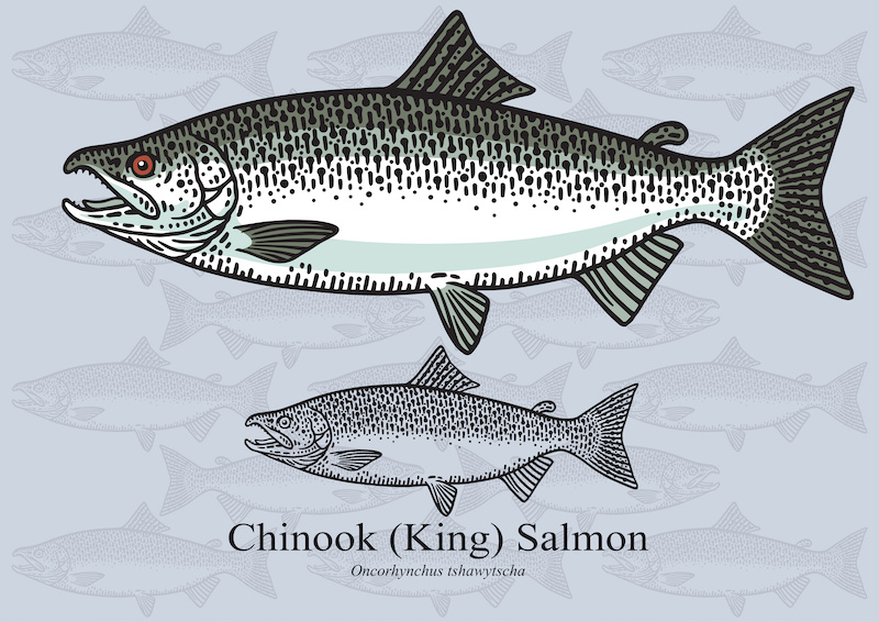 Copper River King Salmon drawing