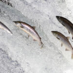Ten Fascinating Facts About Copper River King Salmon