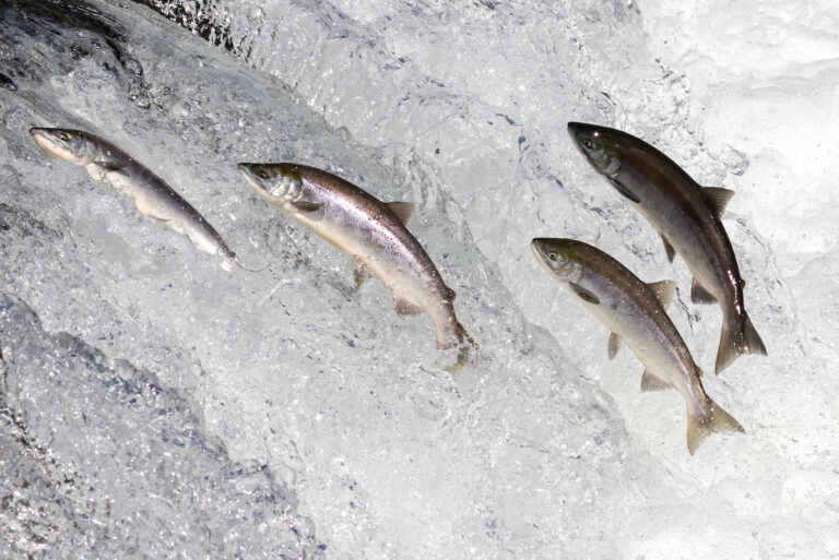 Discover 10 fascinating facts about Copper River King Salmon leap up a waterfall.