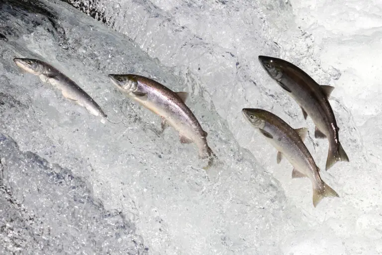 Copper River King Salmon Facts