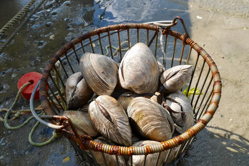 rhode island clam chowder clams