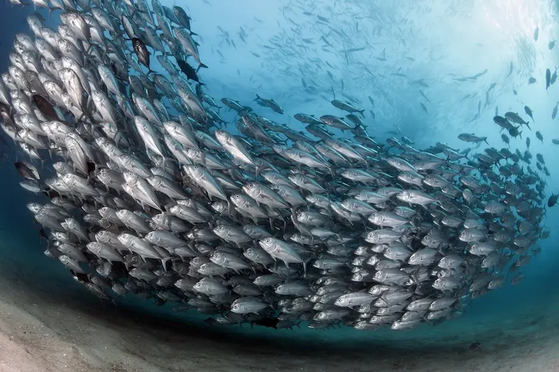 Sustainable fishing Bigeye Jacks Cabo Pulmo Mexico