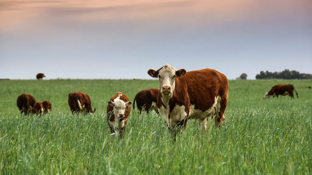 Grass-fed beef cows standing in a field