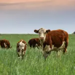 What Are the Advantages to Eating Grass-Fed Beef?