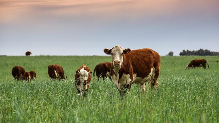 Grass-fed beef cows standing in a field