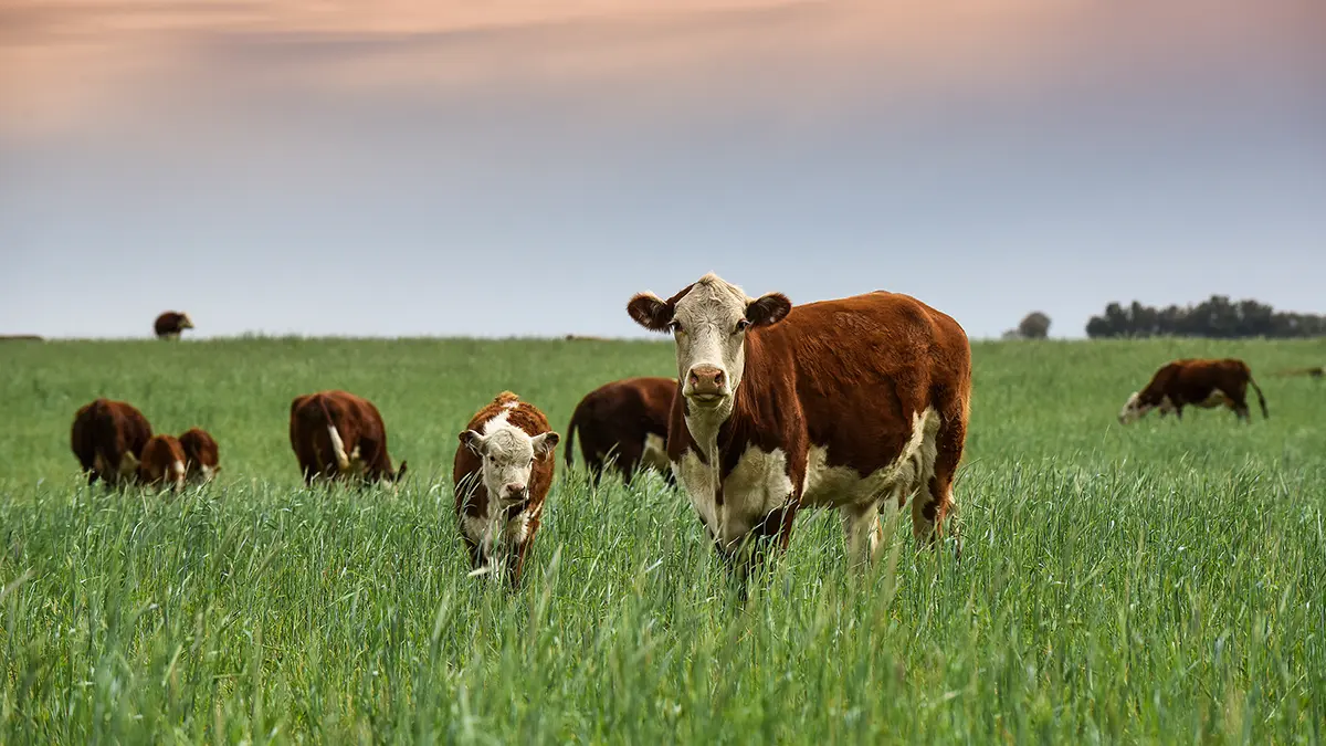 The Benefits of Grass-Fed Beef