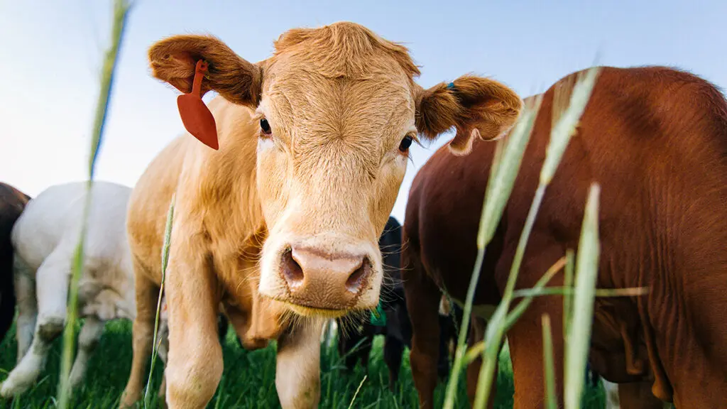 Grass-fed beef cows in a field looking at the camera.