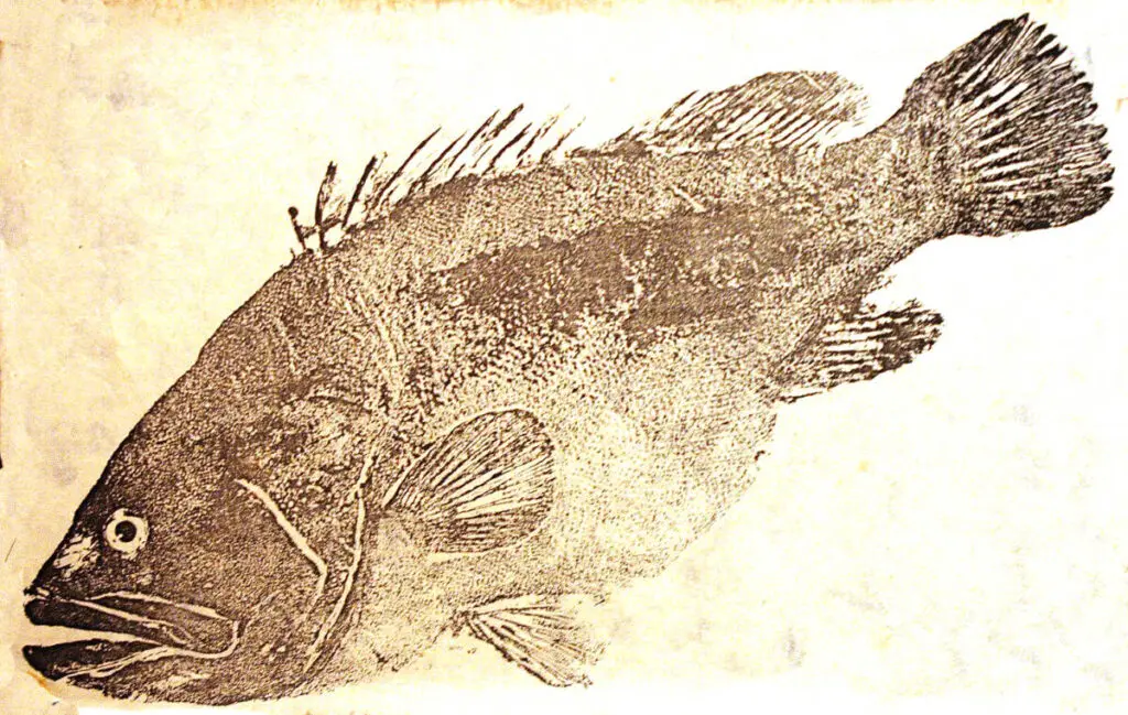 fish art gyotaku