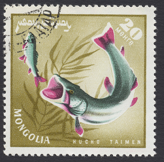 monster salmon taimen stamp