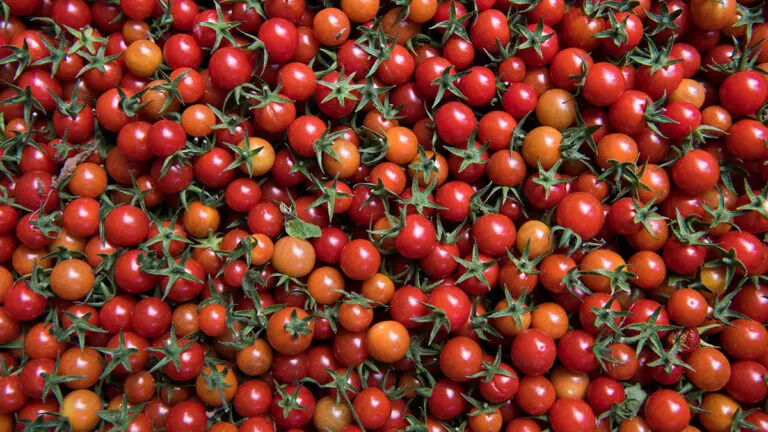 tomatoes on the vine