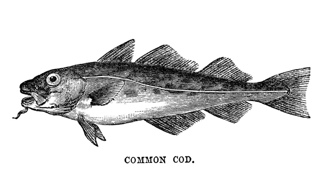 fish and chips common cod illustration