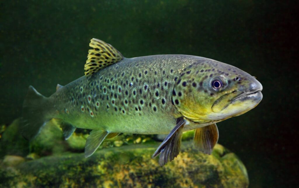 Underwater photo of The Brown Trout (Salmo Trutta).