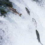 Pacific Salmon vs. Atlantic Salmon: What’s the Difference?