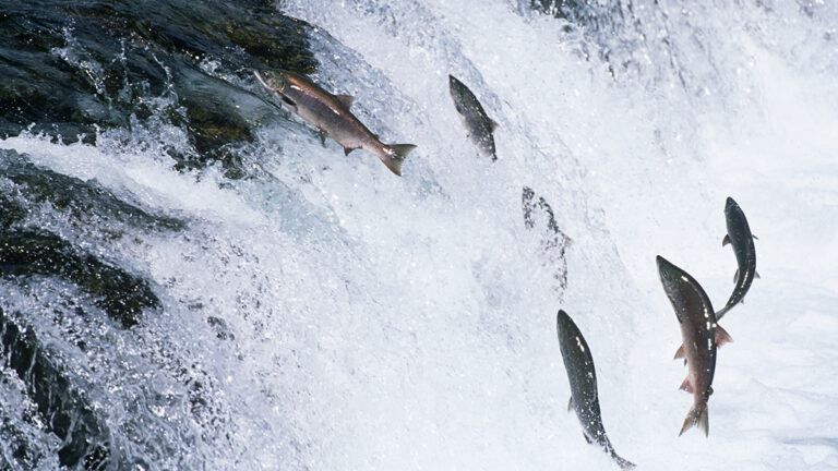 Atlantic salmon swimming upsteam.