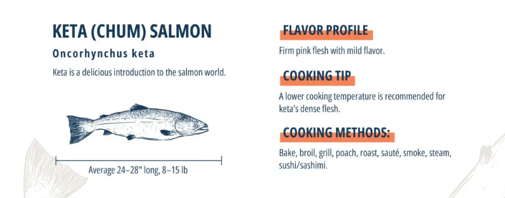 Keta salmon infographic.