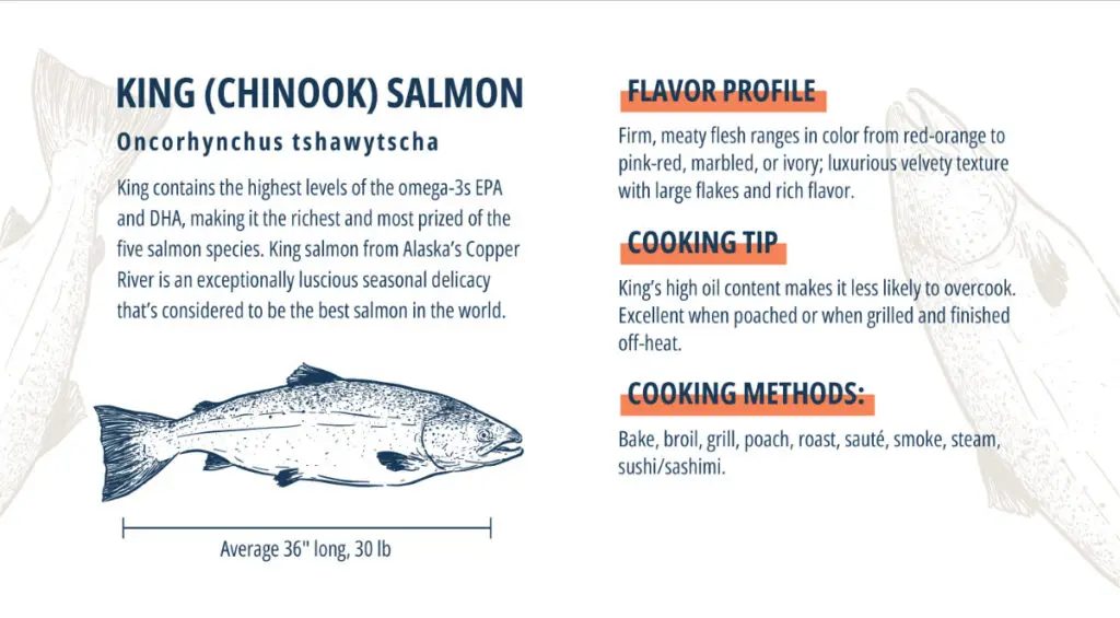 King salmon infographic