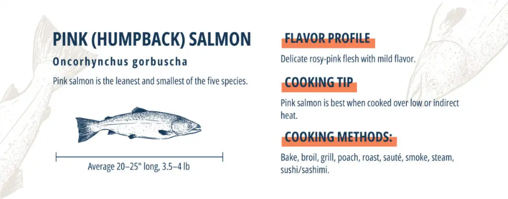 Pink salmon infographic.